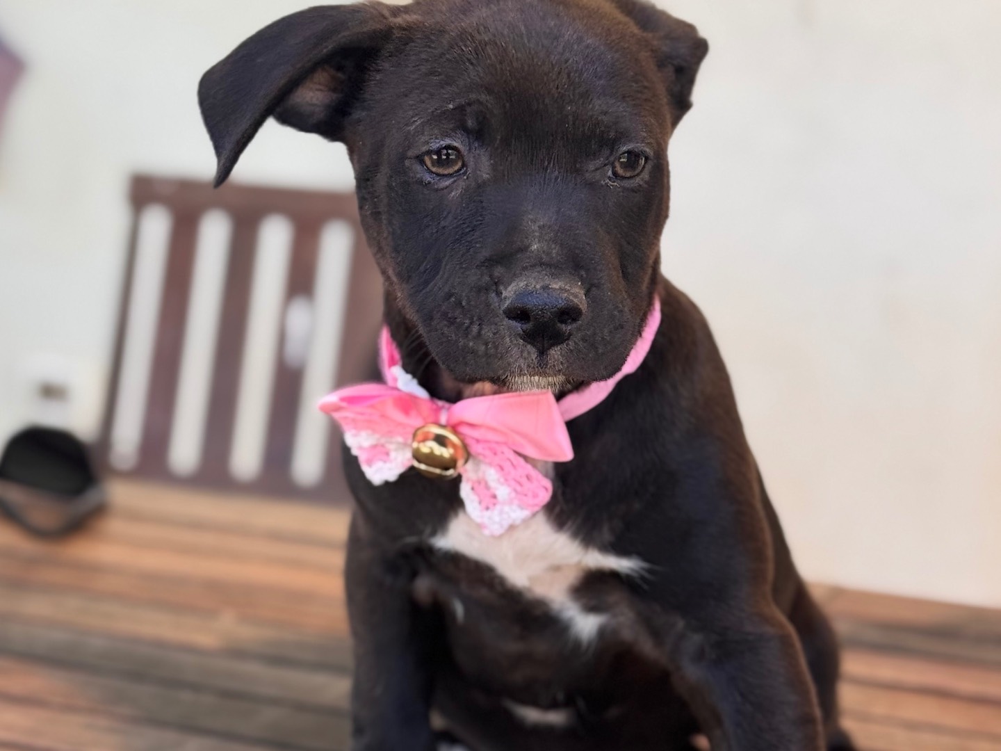 Adotta un cane, taglia media, femmina, Lecce