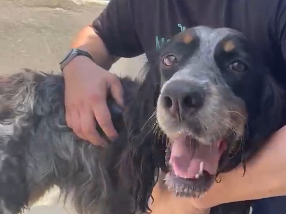 Adotta un cane, taglia media contenuta, maschio, Caserta