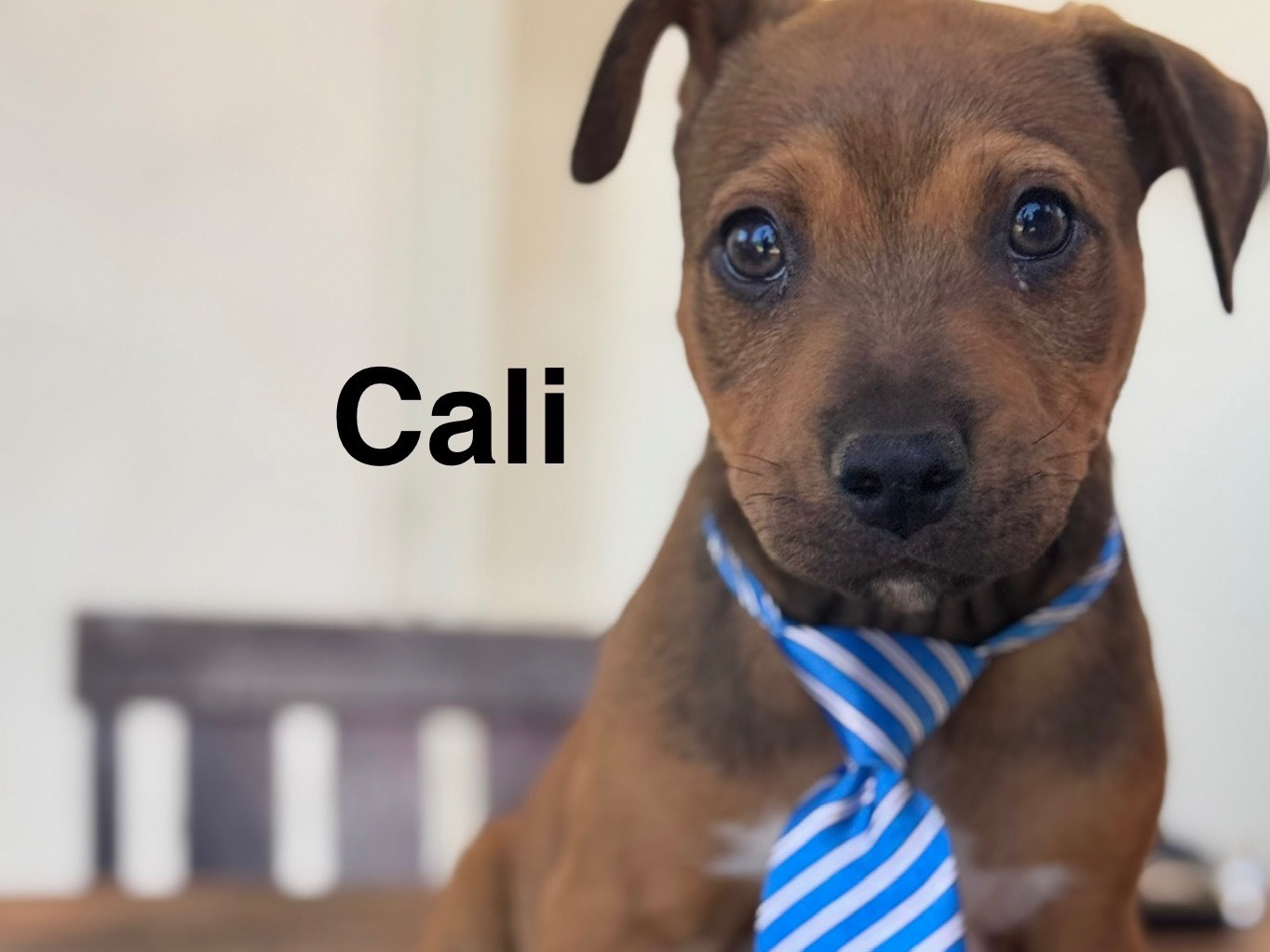 Adozione cane, maschio, Amstaff Razza sconosciuta, 3 mesi, taglia media, Lecce