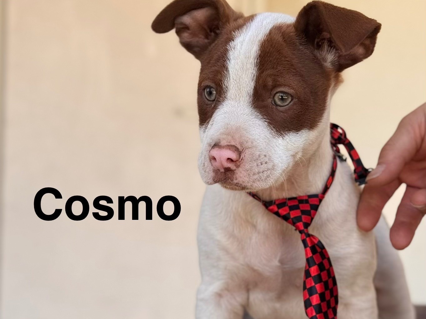Adozione cane, maschio, Amstaff Razza sconosciuta, 3 mesi, taglia media, Lecce