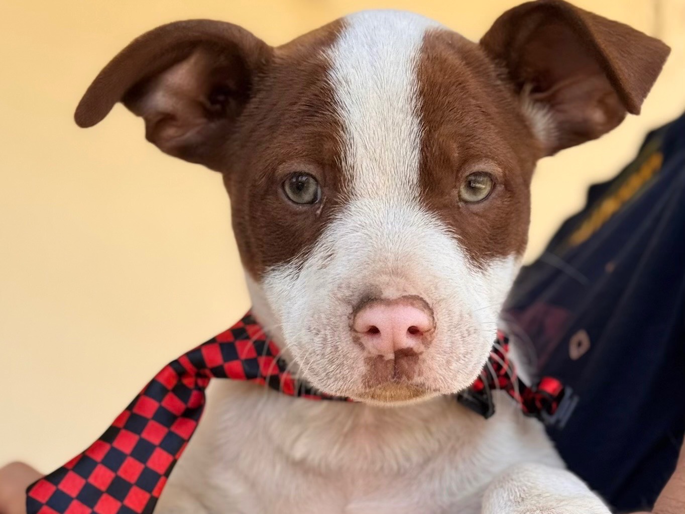 Adotta un cane, maschio, 3 mesi, Lecce