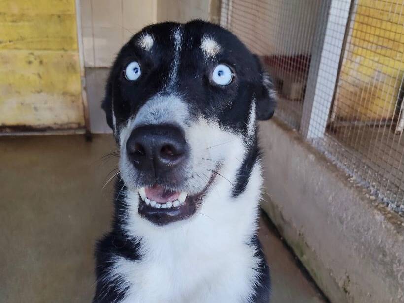 Adozione cane, femmina, Razza sconosciuta Razza sconosciuta, 2 anni e 1 mese, taglia media contenuta, Latina