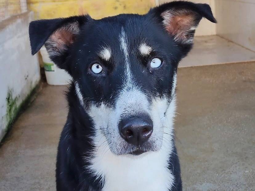 Adotta un cane, femmina, 2 anni e 1 mese, Latina