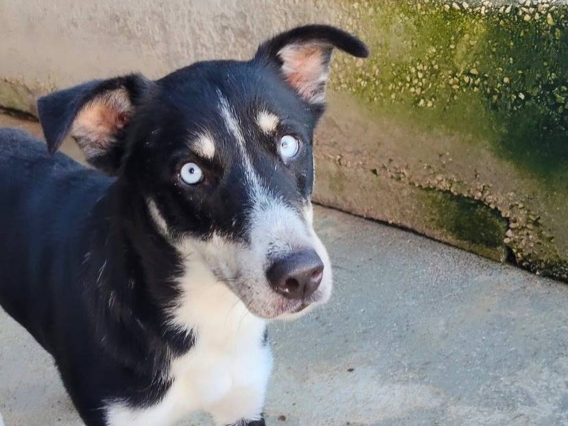 Adotta un cane, taglia media contenuta, femmina, Latina