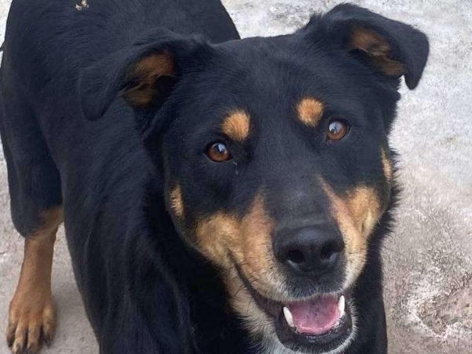 Adozione cane, femmina, Razza sconosciuta Razza sconosciuta, 4 anni e 1 mese, taglia media, Latina