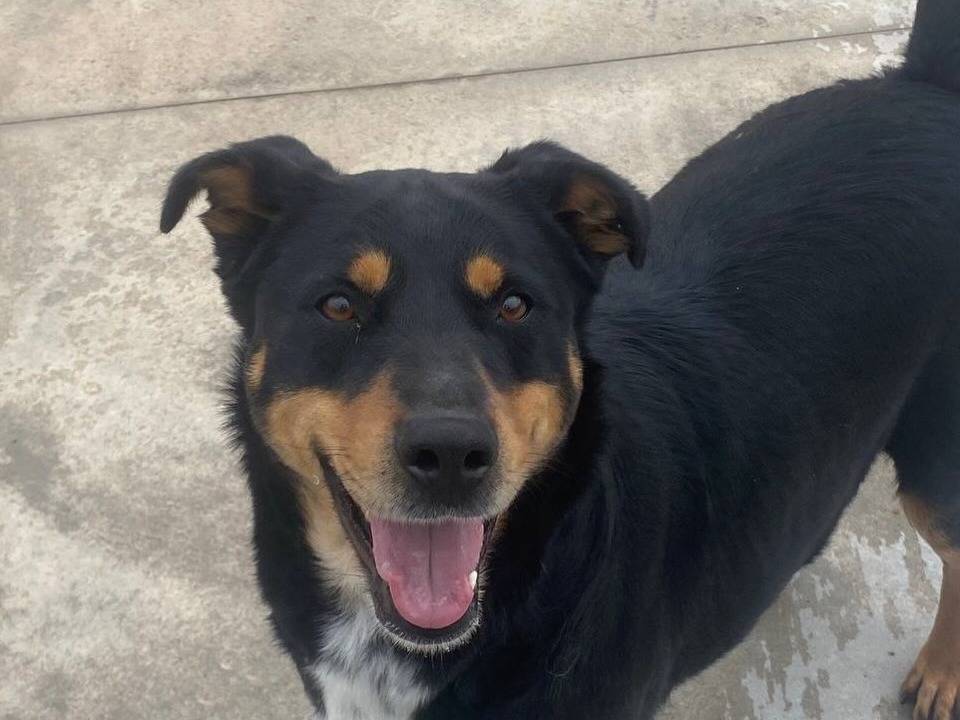 Adotta un cane, taglia media, femmina, Latina