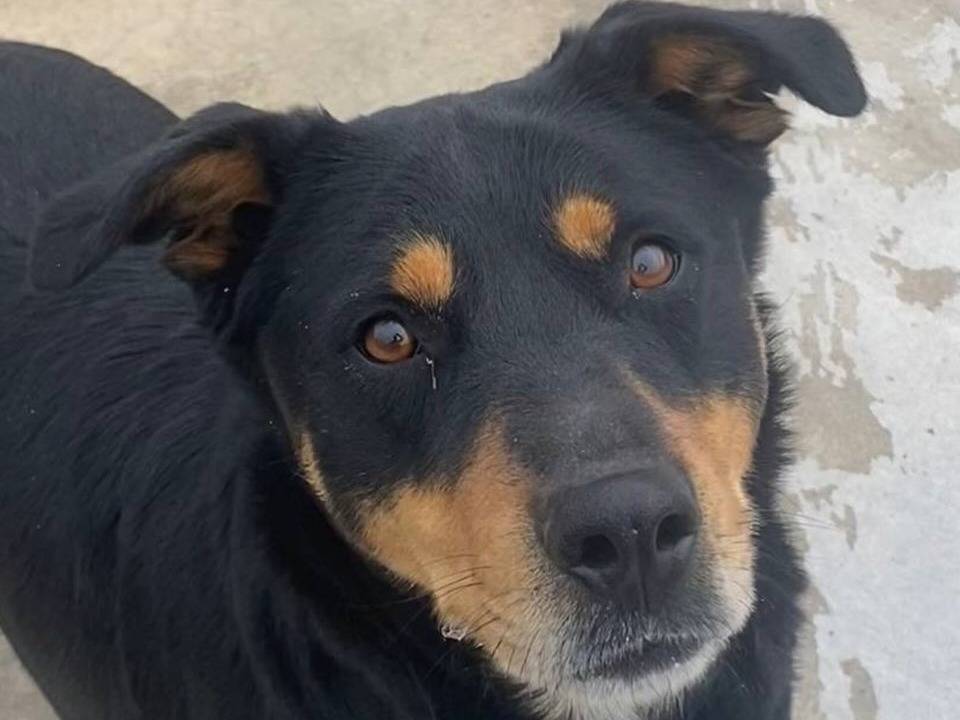 Adotta il cane PERLA a Latina
