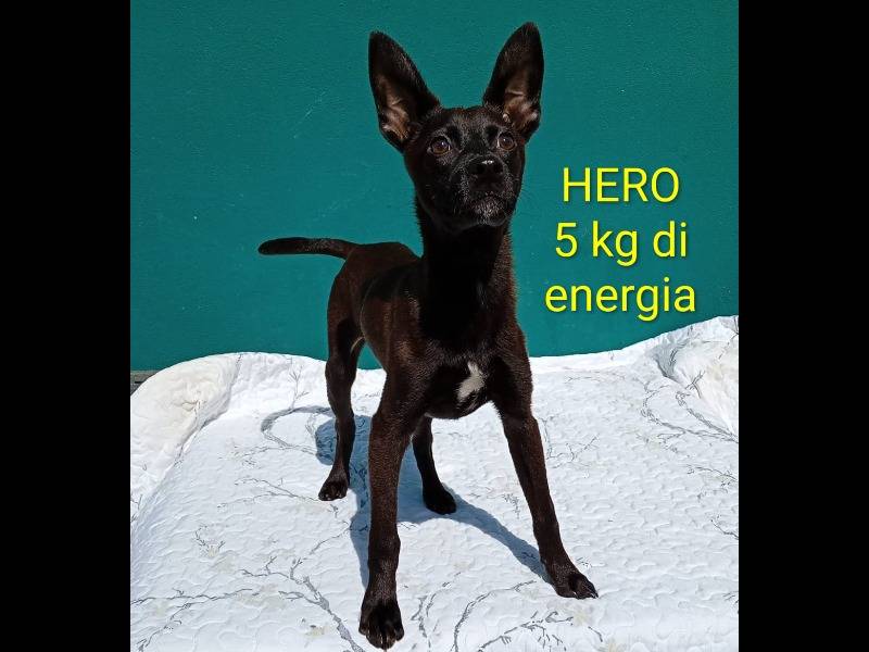 Adozione cane, maschio, Razza sconosciuta Razza sconosciuta, 5 mesi, taglia piccola, Bergamo