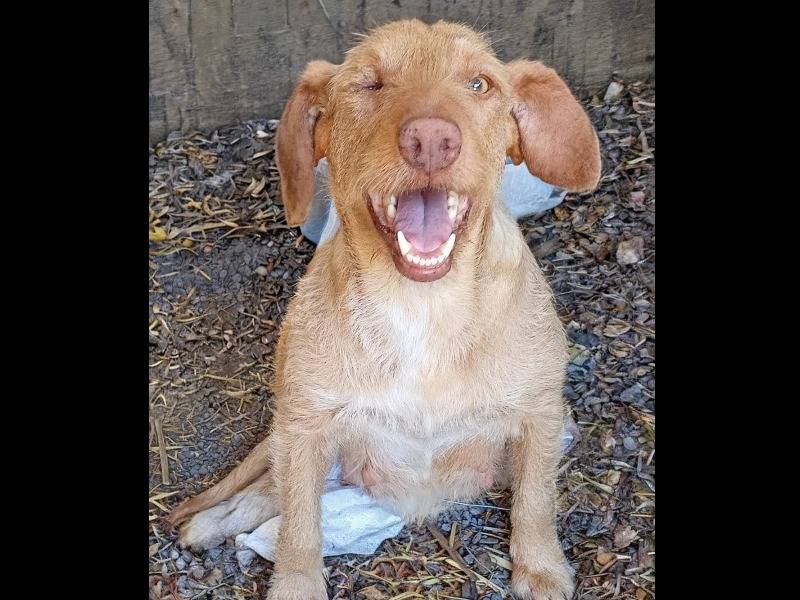 Adozione cane, femmina, Spinone Razza sconosciuta, 1 anno e 5 mesi, taglia media contenuta, La