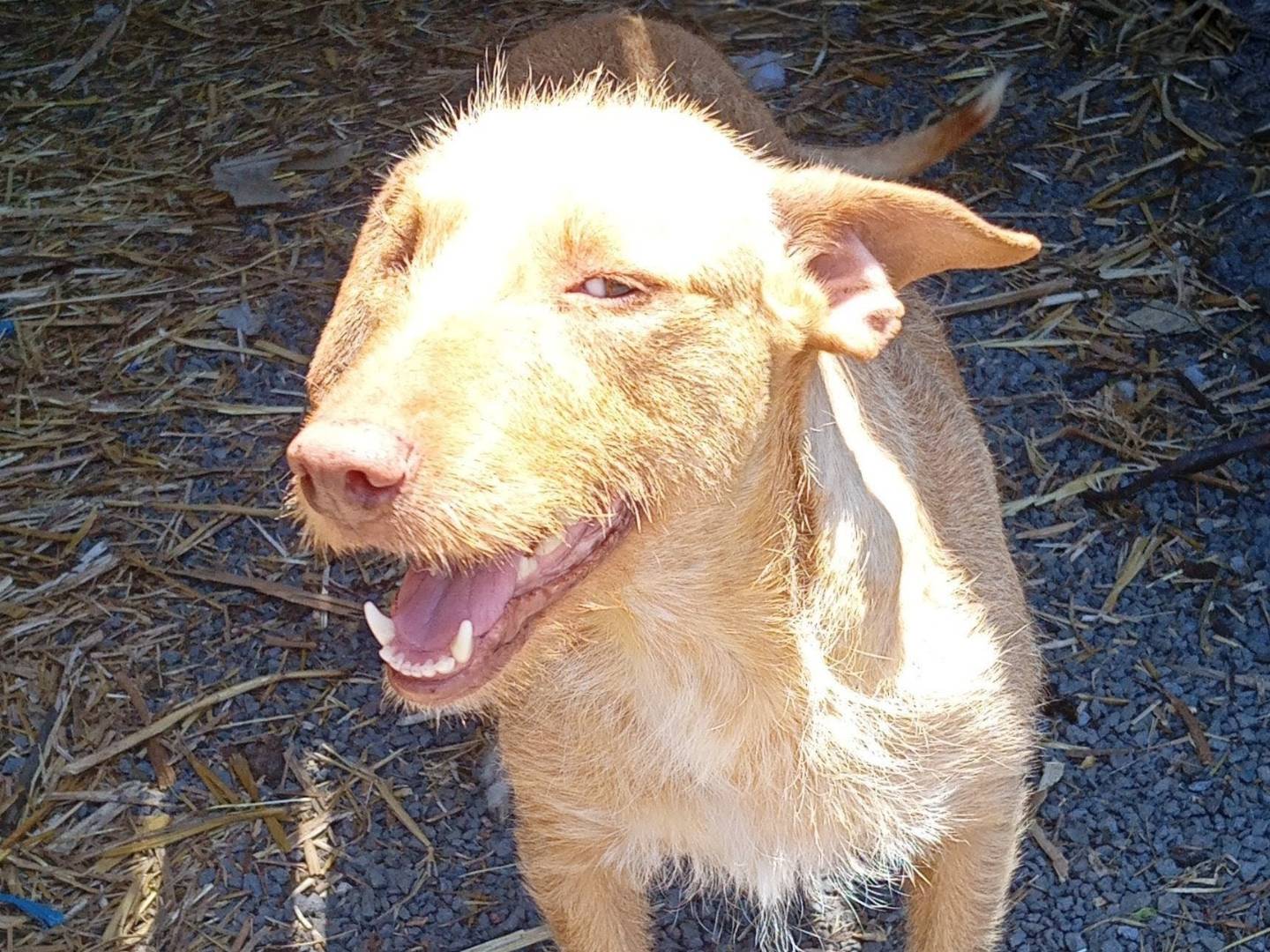 Adotta un cane, femmina, 1 anno e 5 mesi, La