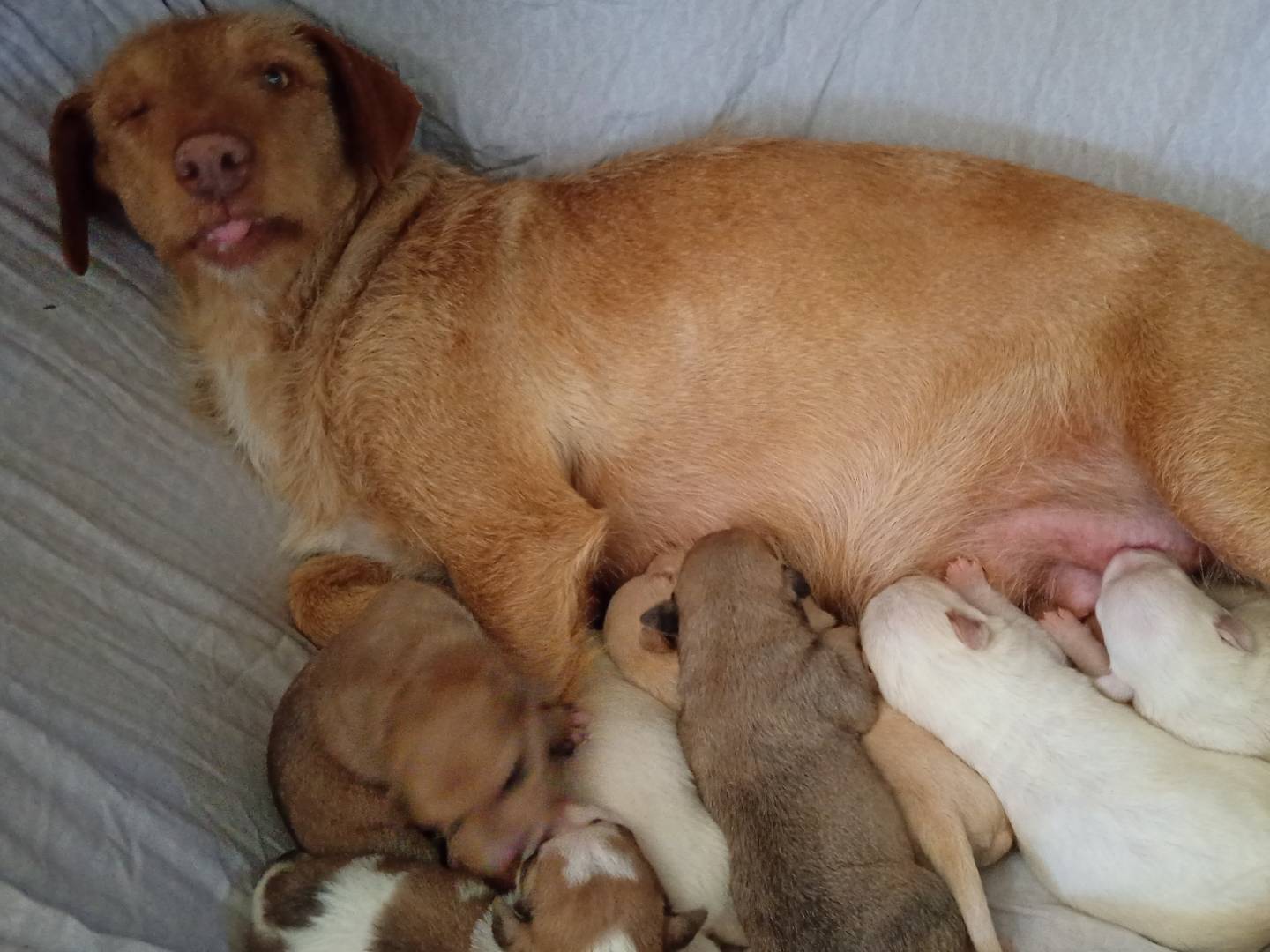 Vuoi adottare un cane a La?