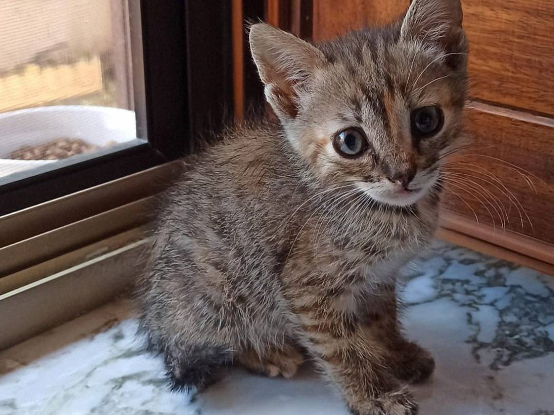 Adotta un gatto, femmina, 1 mesi, Crotone