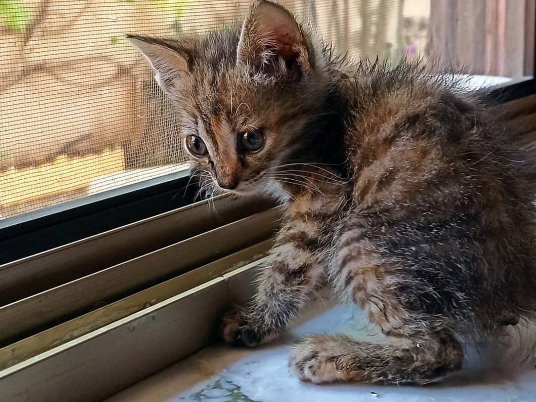 Adotta un gatto, taglia non valida, femmina, Crotone