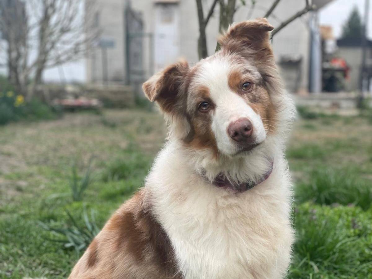 Adozione cane, femmina, Pastore australiano Razza sconosciuta, 5 anni e 11 mesi, taglia grande, Torino