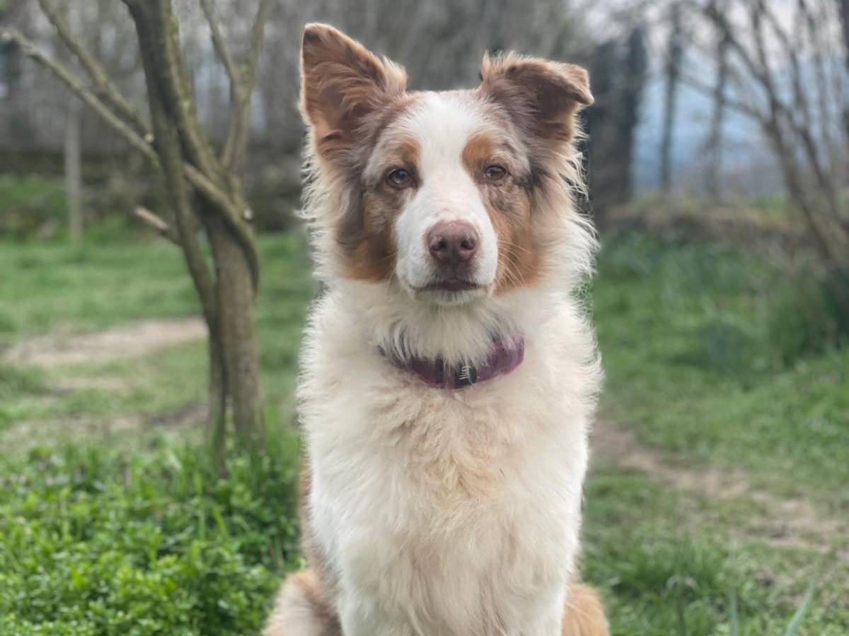 Adotta un cane, femmina, 5 anni e 11 mesi, Torino