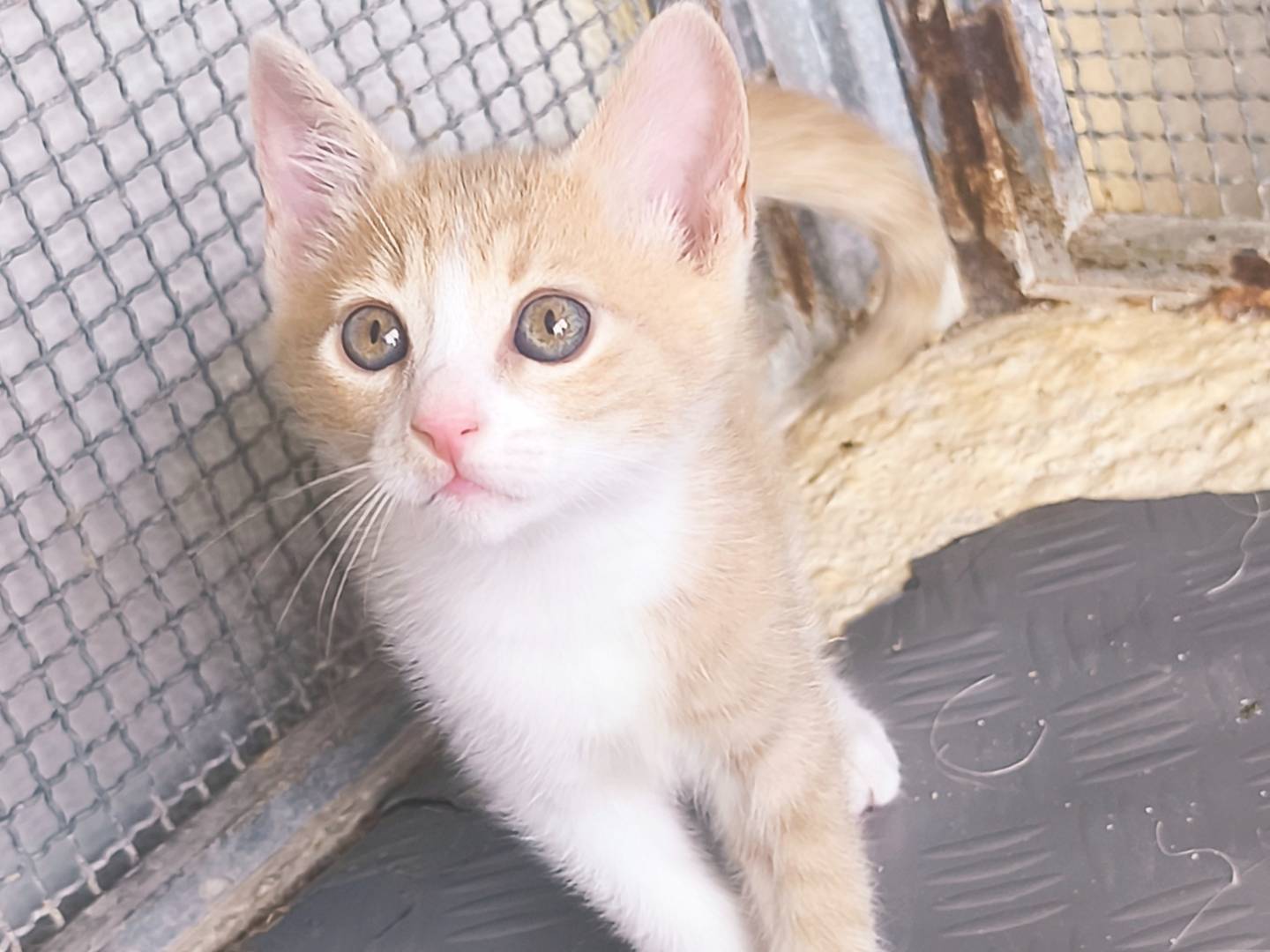 Adozione gatto, maschio, Razza sconosciuta Razza sconosciuta, 3 mesi, taglia non valida, Bari