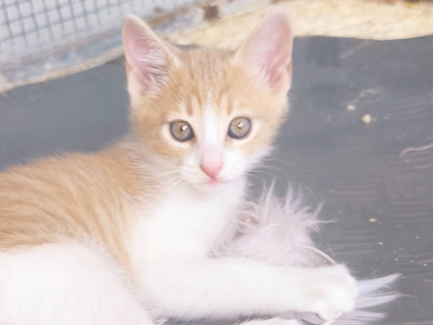Adotta un gatto, maschio, 3 mesi, Bari