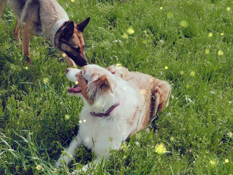 Adotta un cane, taglia grande, femmina, Torino