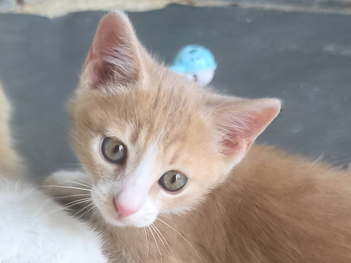 Adotta un gatto, taglia non valida, maschio, Bari