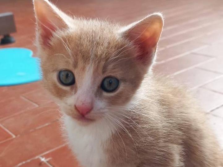 Vuoi adottare un gatto a Bari?