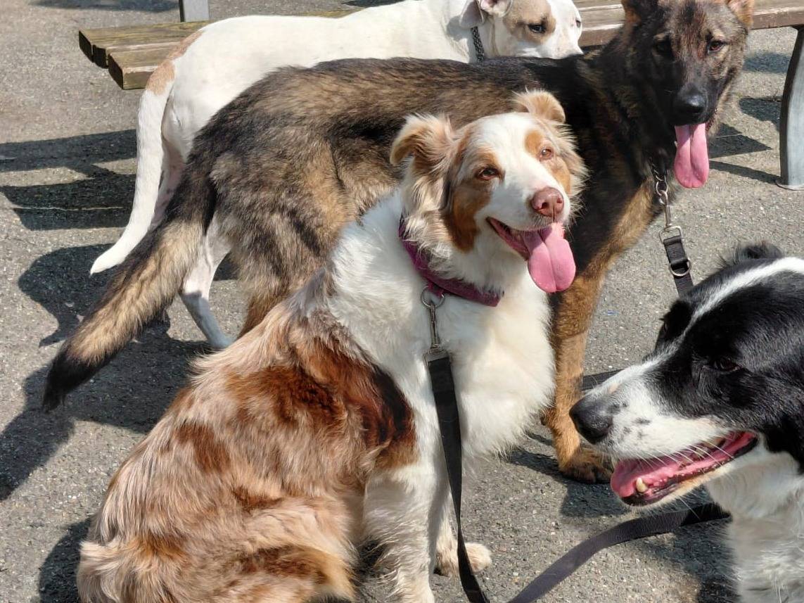 Vuoi adottare un cane a Torino?
