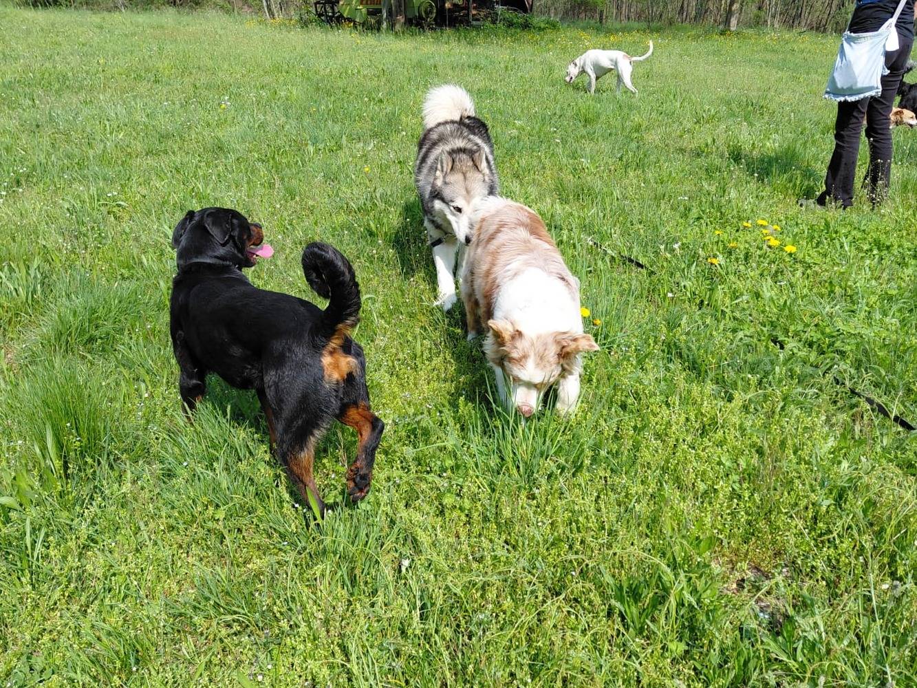 Adotta il cane Scarlett a Torino