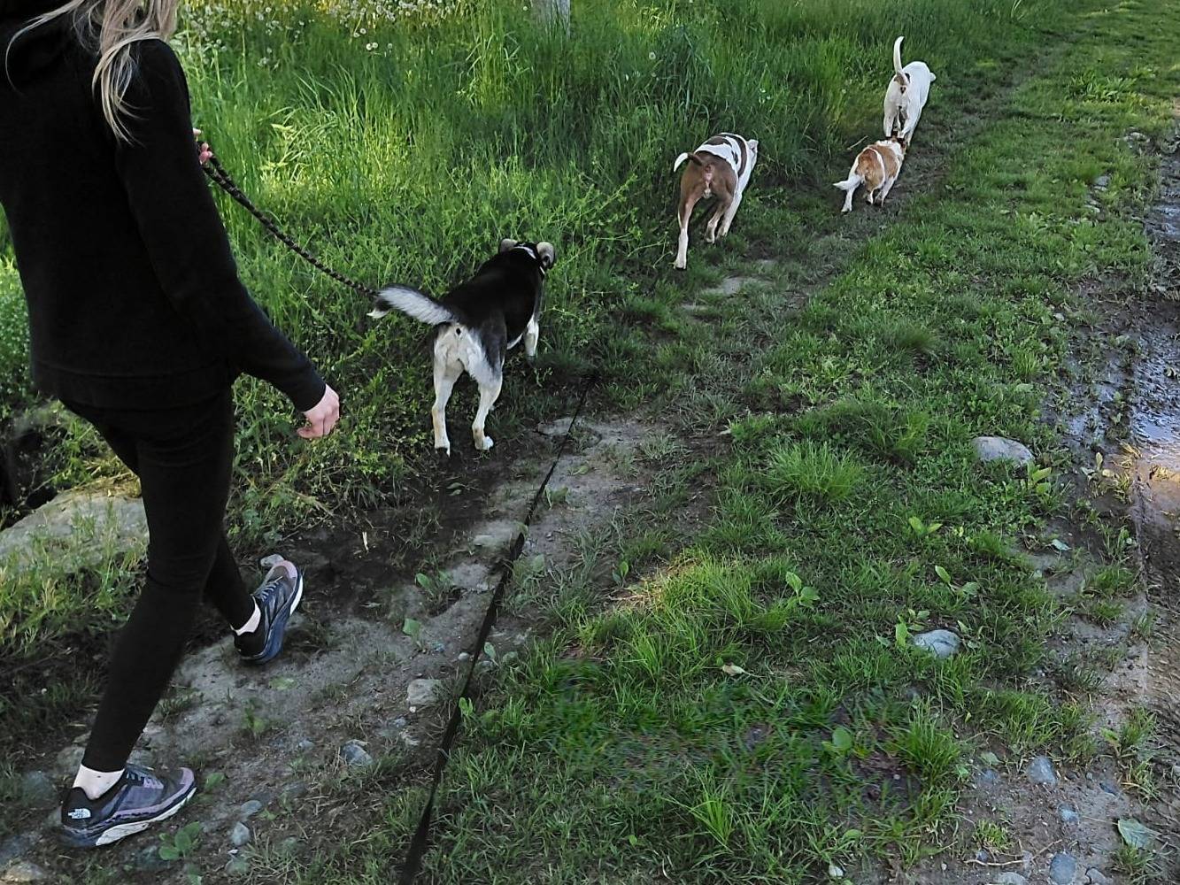 Vuoi adottare un cane a Torino?