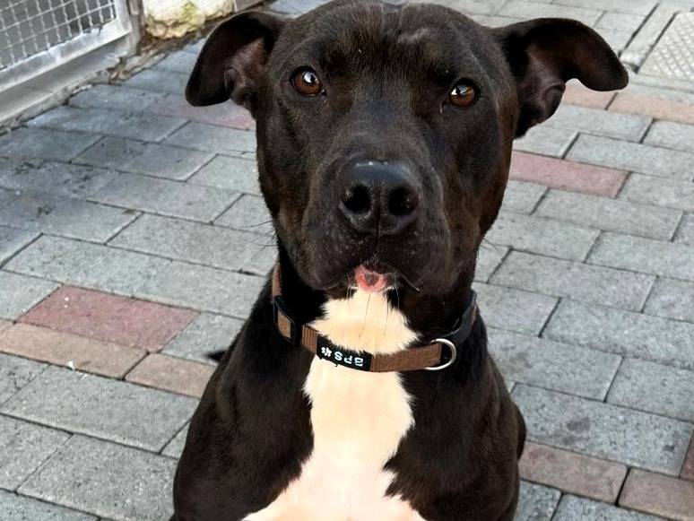 Adotta un cane, taglia grande, maschio, Milano