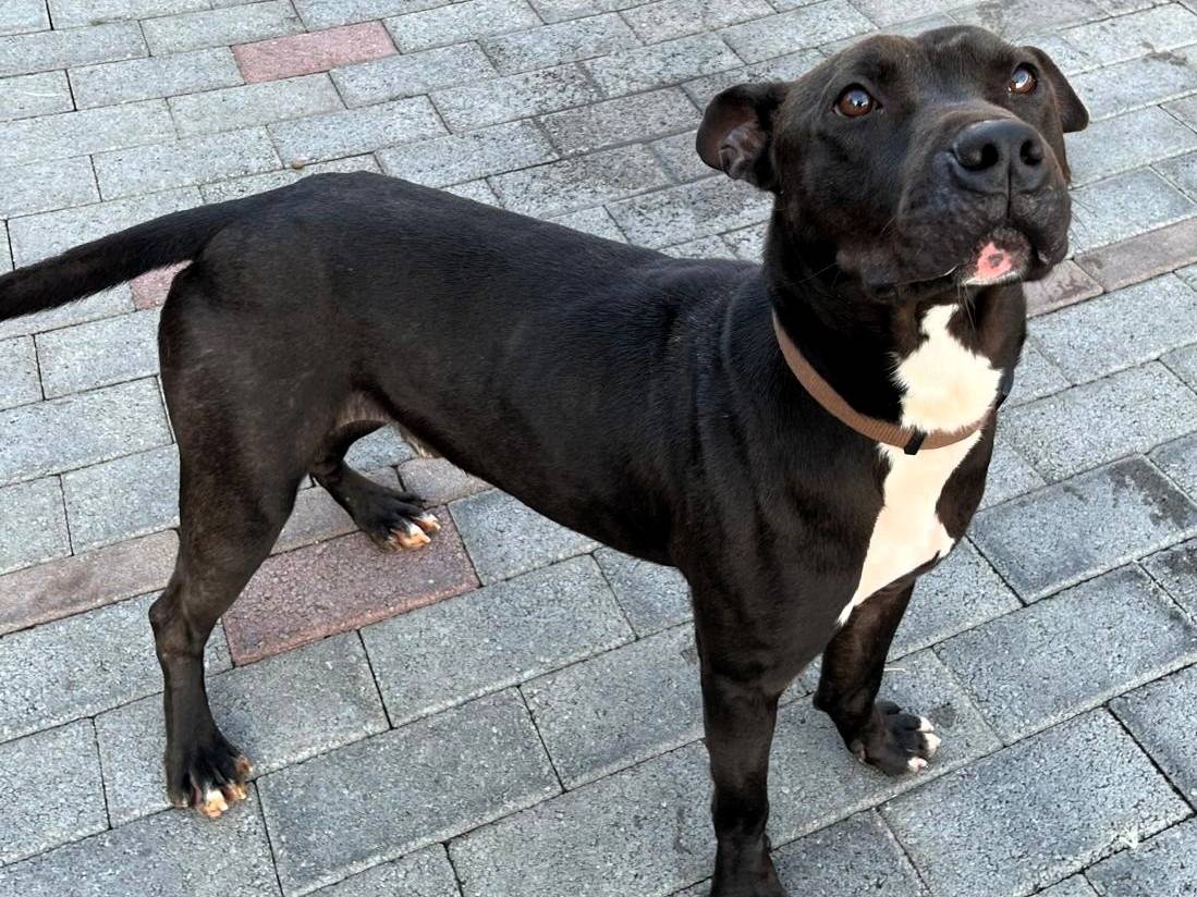 Adotta il cane MAX a Milano