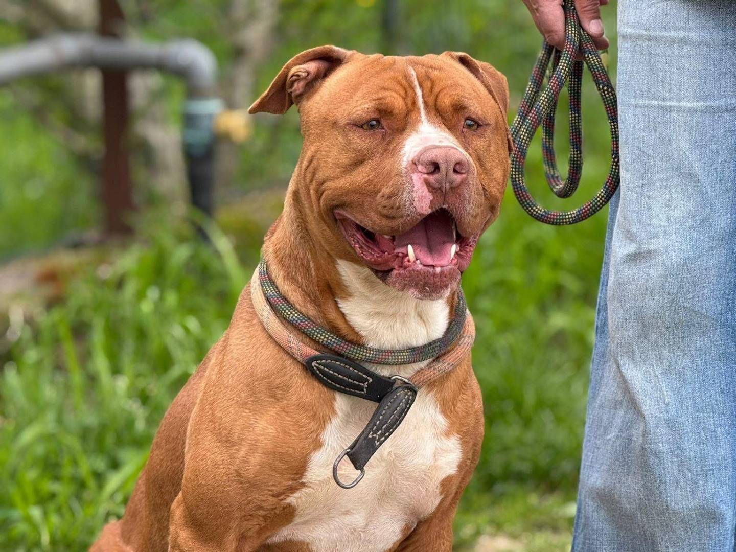 Adozione cane, maschio, Pitbull Razza sconosciuta, 5 anni e 1 mese, taglia grande, Torino
