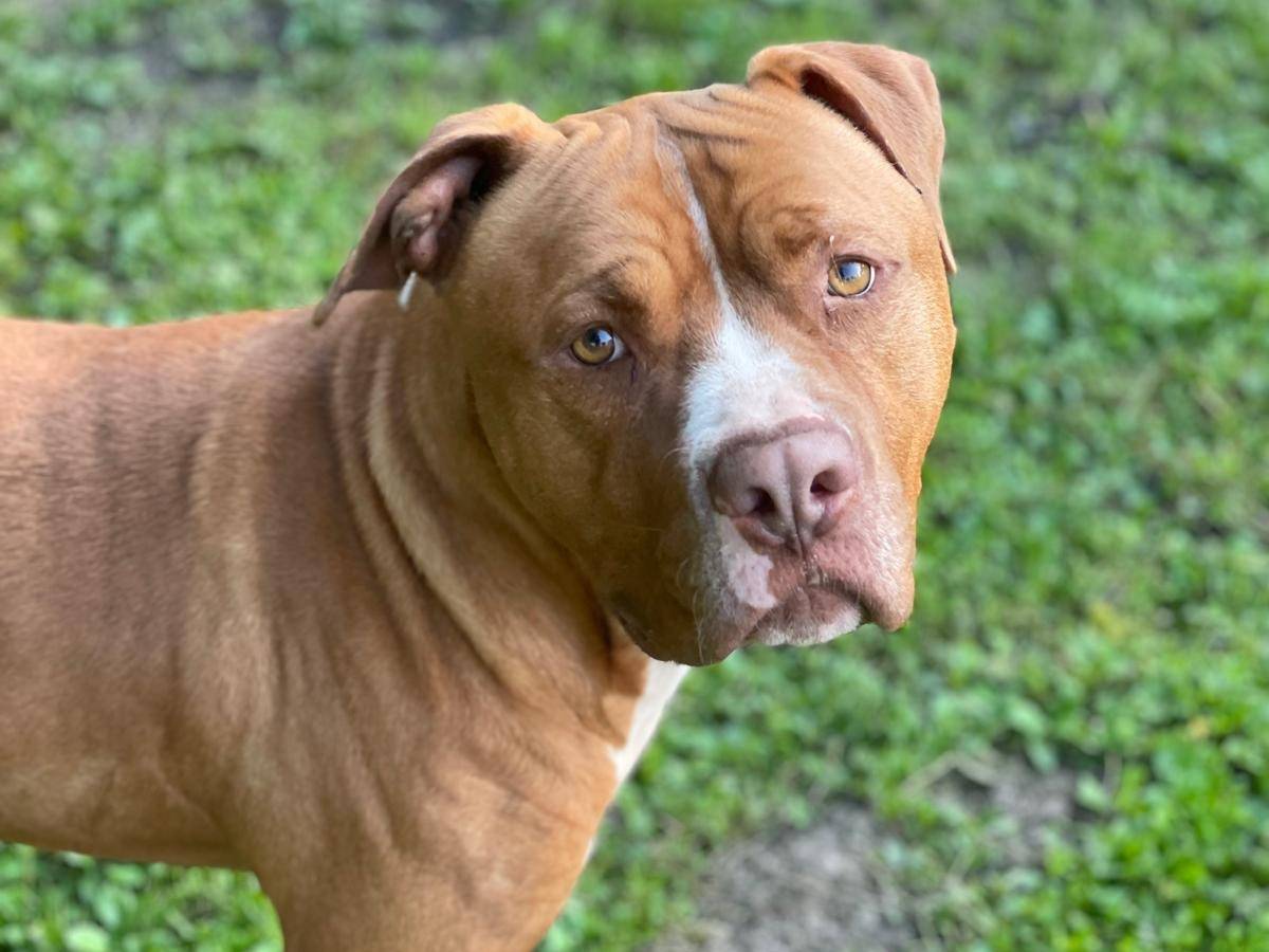 Adotta un cane, maschio, 5 anni e 1 mese, Torino