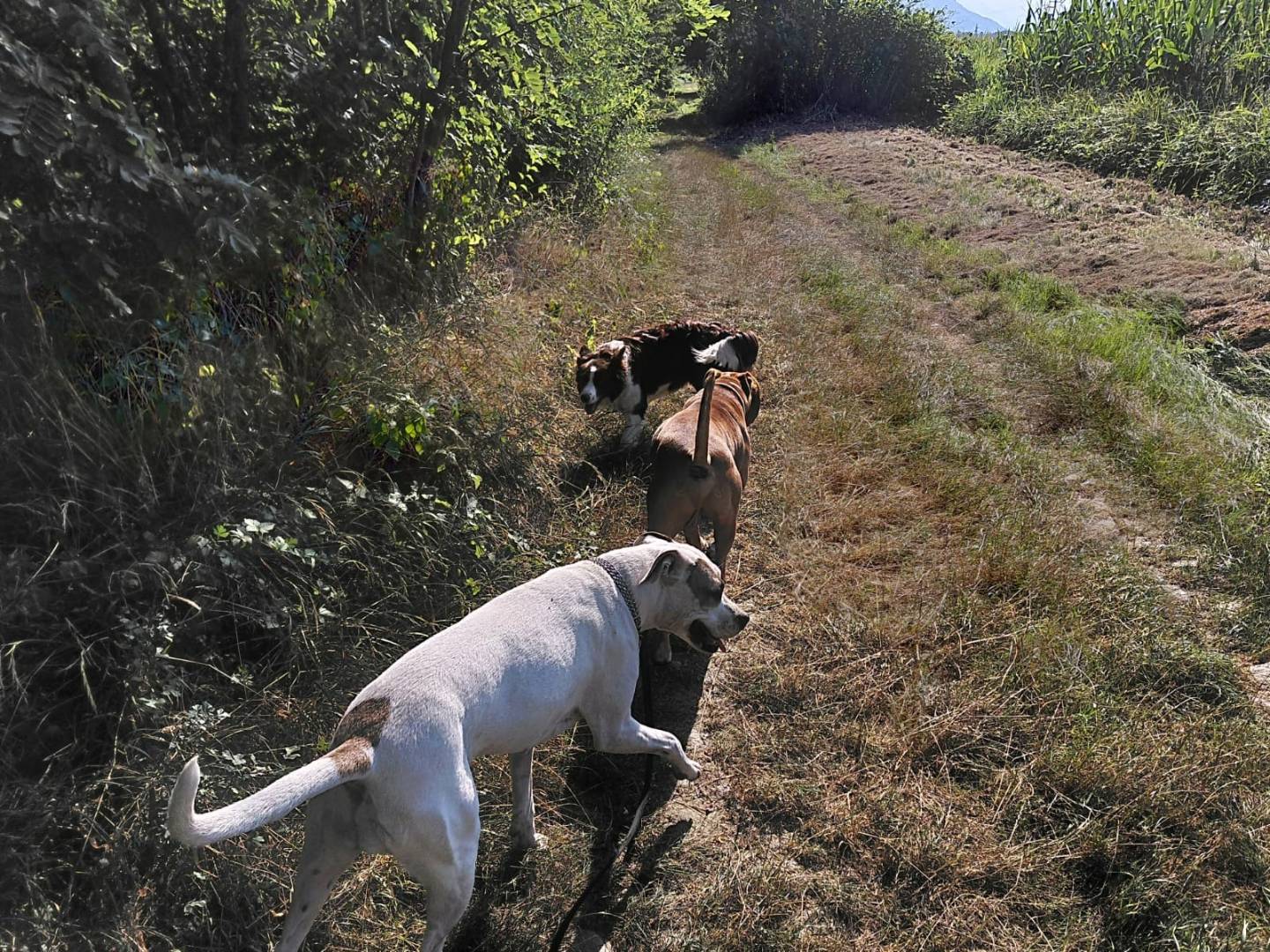 Adotta un cane, taglia grande, maschio, Torino