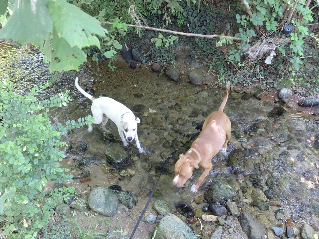 Vuoi adottare un cane a Torino?