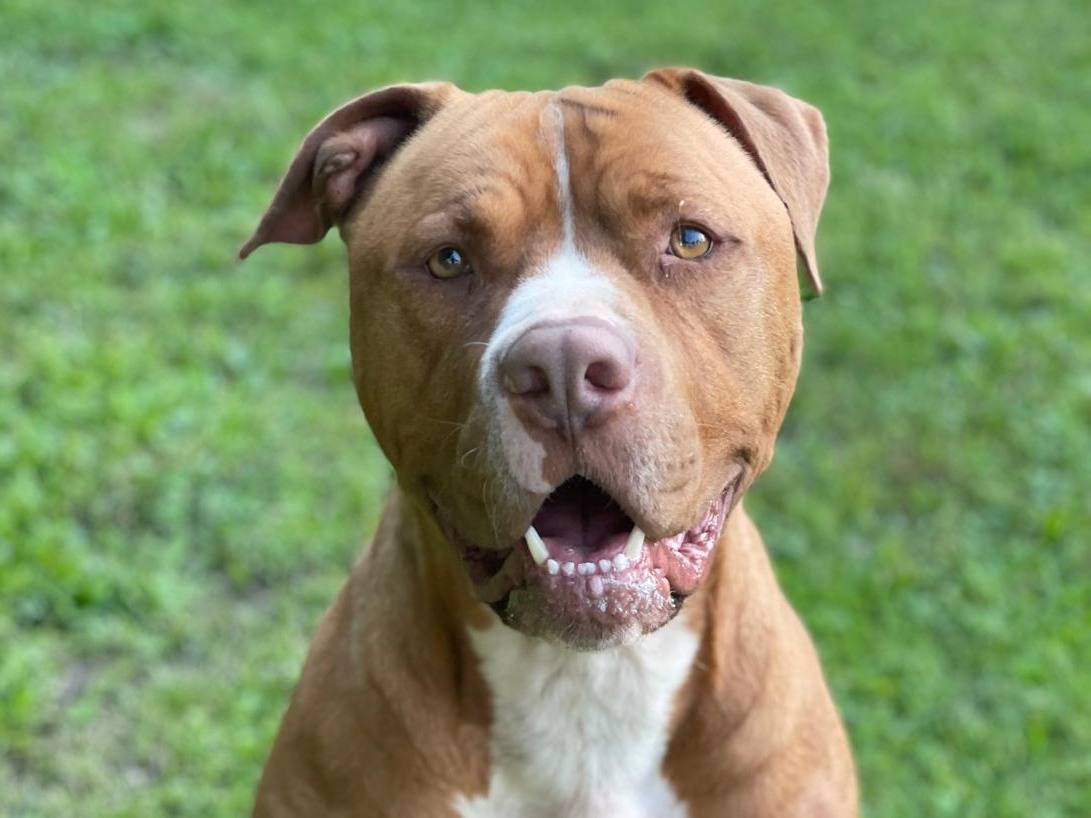 Adotta il cane Jackson a Torino