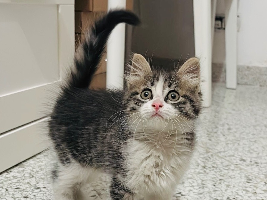 Vuoi adottare un gatto a Viterbo?