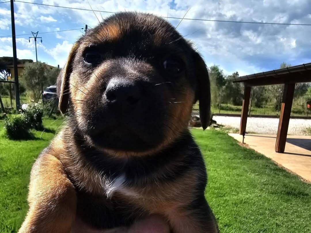 Adozione cane, maschio, Razza sconosciuta Razza sconosciuta, 2 mesi, taglia media contenuta, Latina
