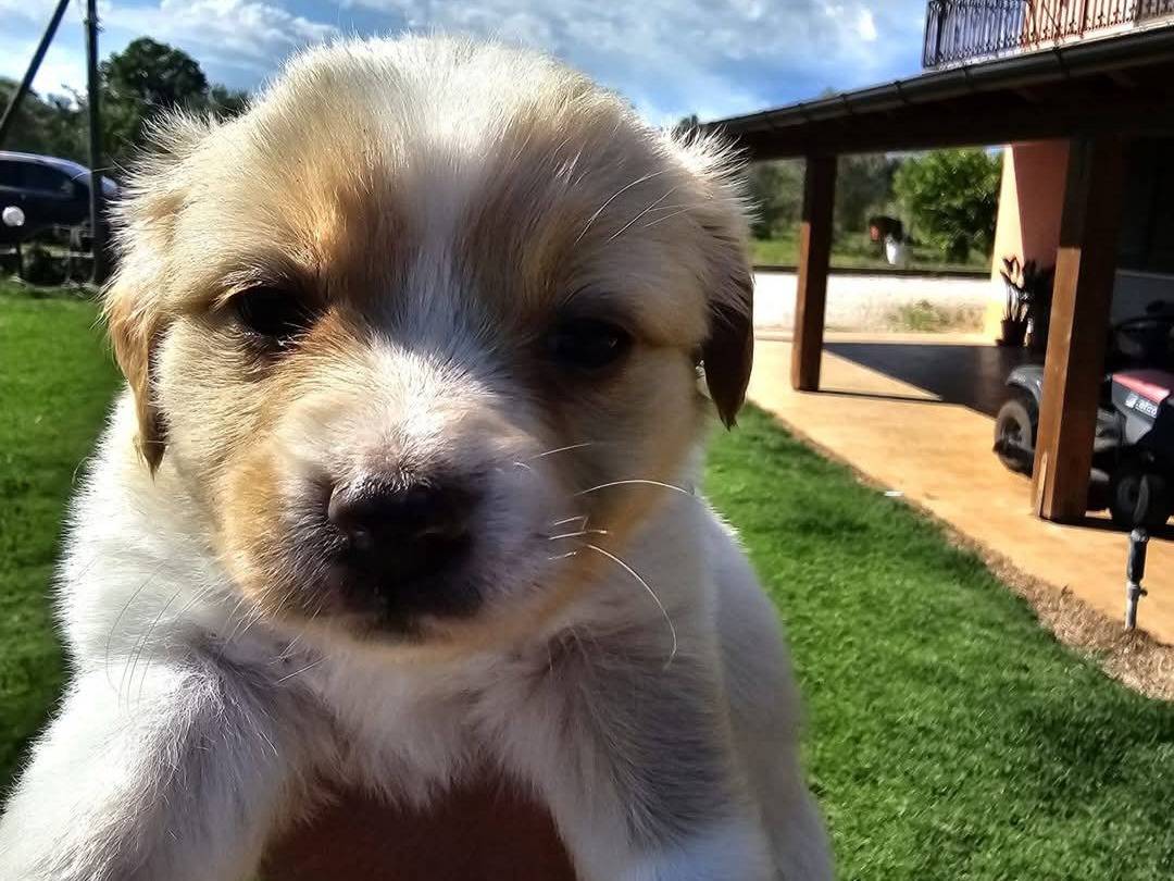 Adotta un cane, maschio, 2 mesi, Latina