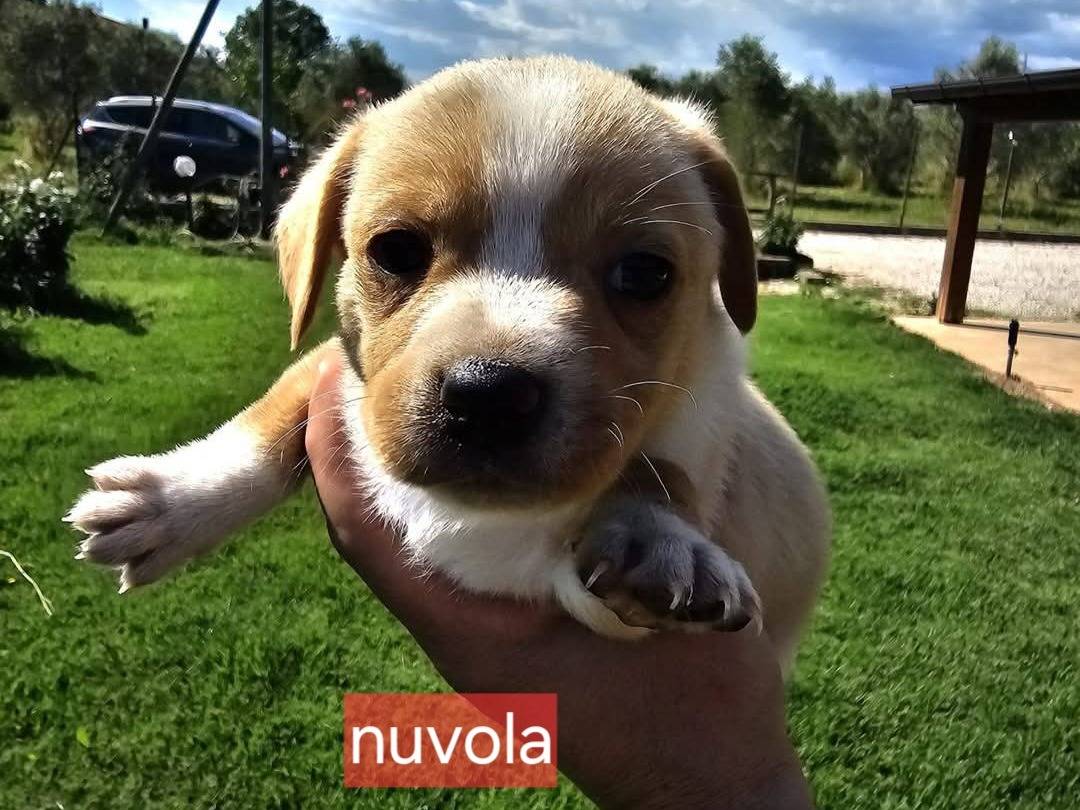 Adozione cane, femmina, Razza sconosciuta Razza sconosciuta, 2 mesi, taglia media contenuta, Latina