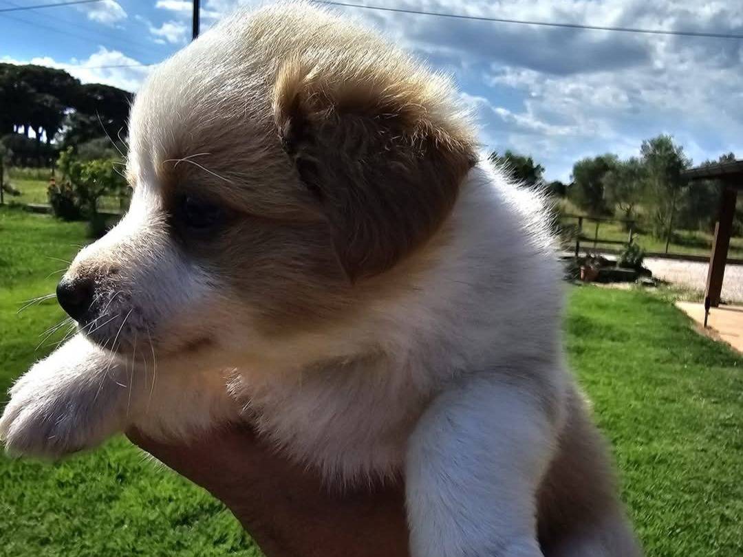 Adotta un cane, femmina, 2 mesi, Latina