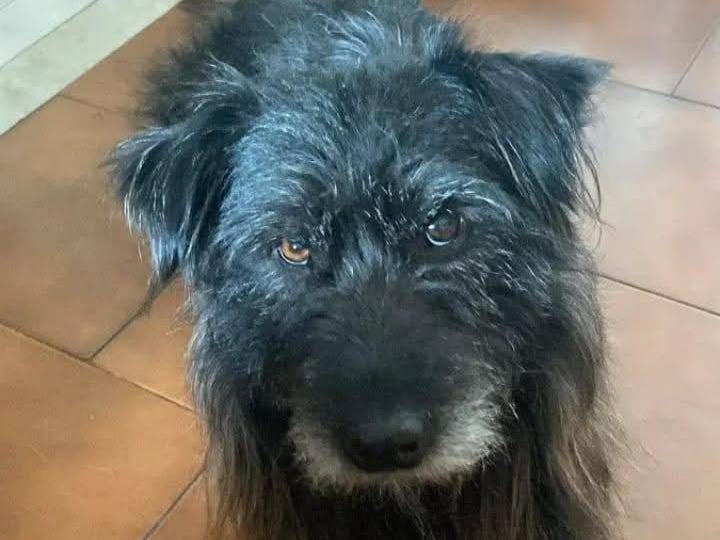 Adozione cane, maschio, Spinone Razza sconosciuta, 3 anni e 5 mesi, taglia media, Biella