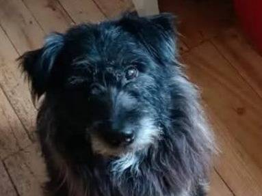 Adotta un cane, maschio, 3 anni e 5 mesi, Biella