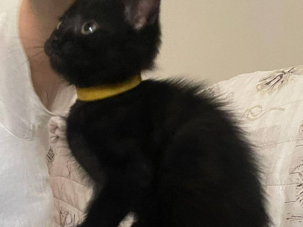 Adotta un gatto, maschio, 2 mesi, Napoli
