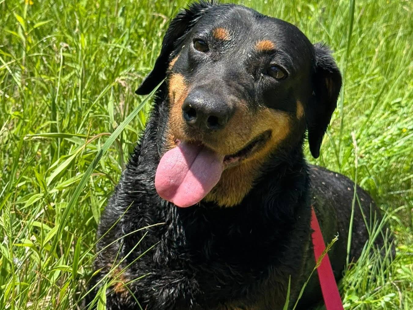 Adotta un cane, taglia media, femmina, Firenze
