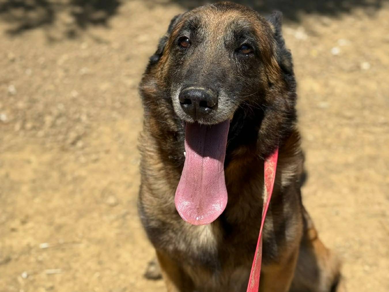 Adozione cane, maschio, Pastore Belga Malinois Razza sconosciuta, 7 anni e 4 mesi, taglia grande, Firenze