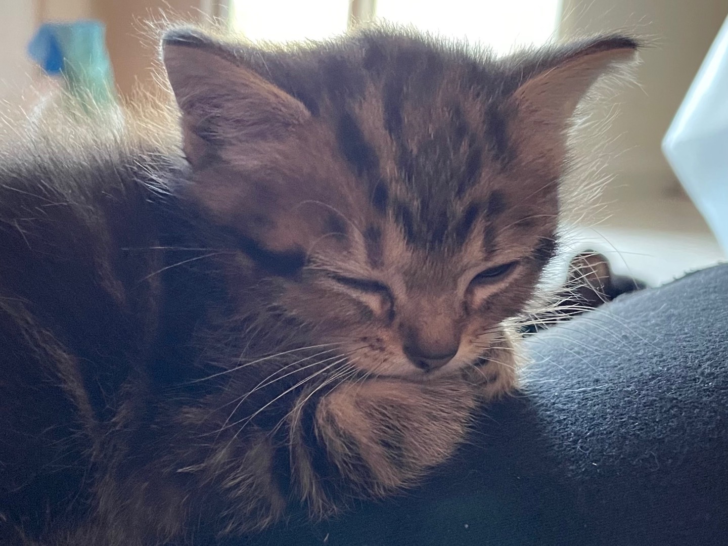 Adotta un gatto, taglia non valida, femmina, Benevento