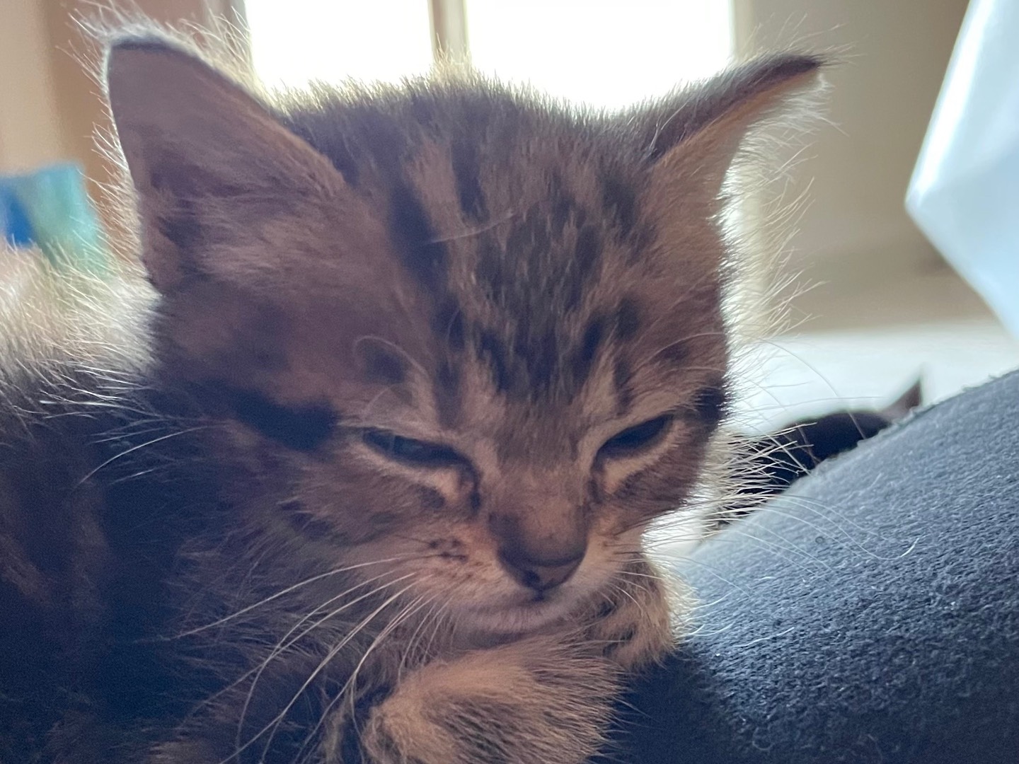 Vuoi adottare un gatto a Benevento?
