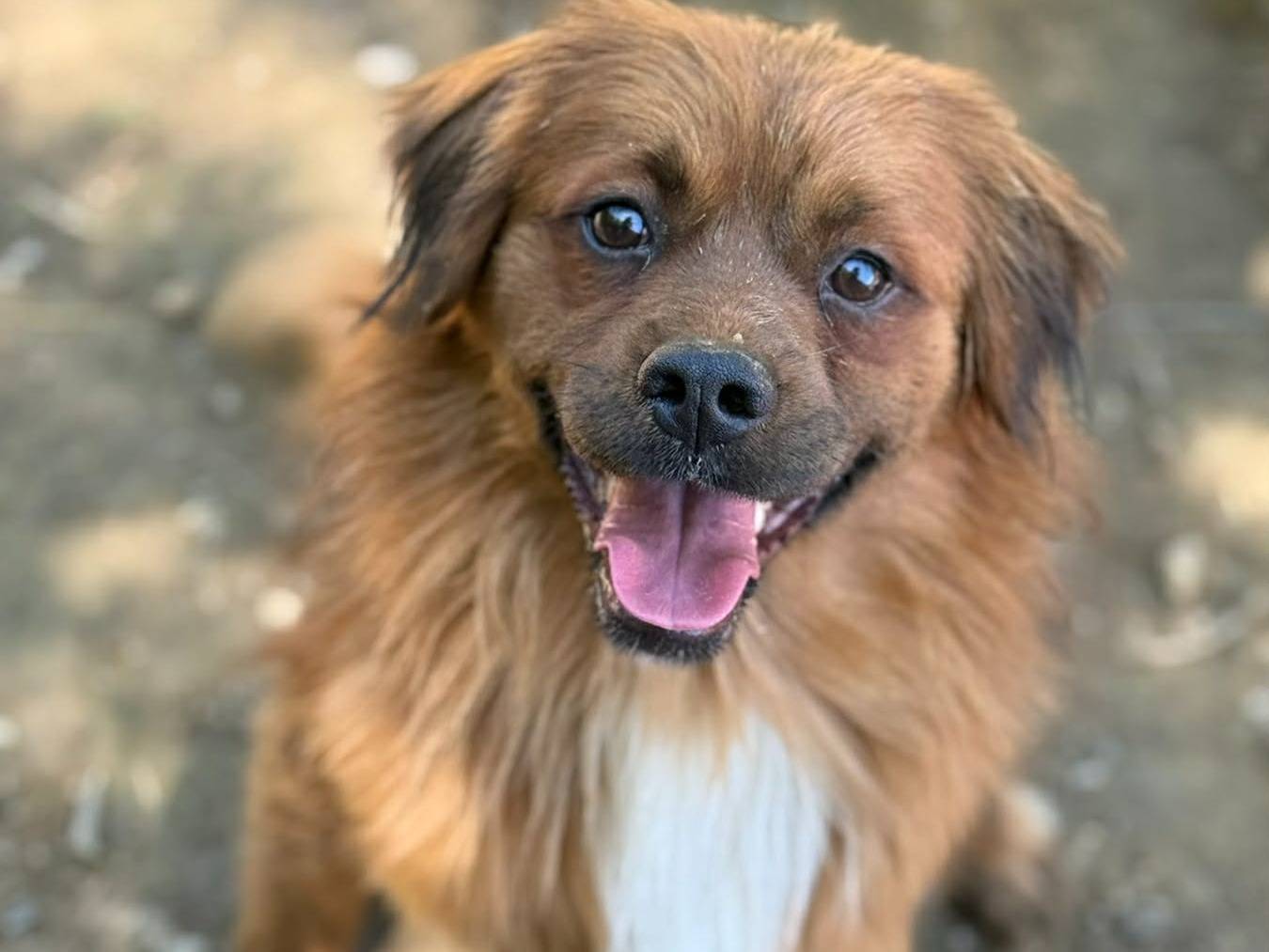 Adozione cane, maschio, Razza sconosciuta Razza sconosciuta, 2 anni e 3 mesi, taglia media contenuta, Firenze