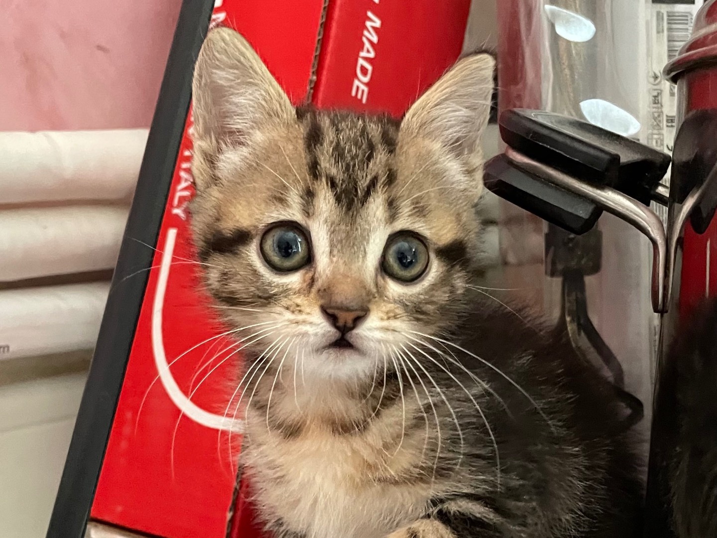 Adozione gatto, femmina, Razza sconosciuta Razza sconosciuta, 3 mesi, taglia non valida, Benevento