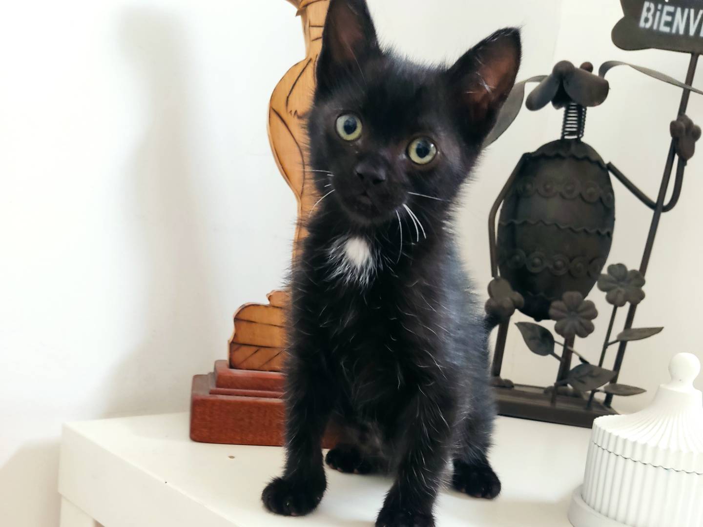 Adozione gatto, maschio, Razza sconosciuta Razza sconosciuta, 3 mesi, taglia non valida, Milano
