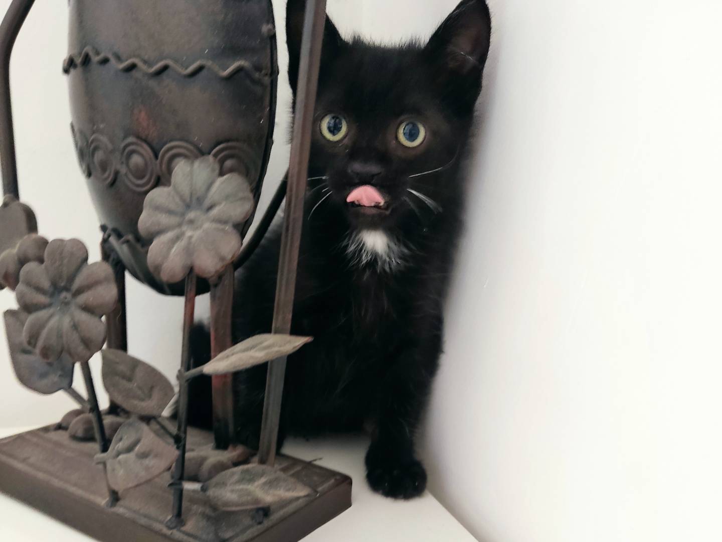 Adotta un gatto, maschio, 3 mesi, Milano